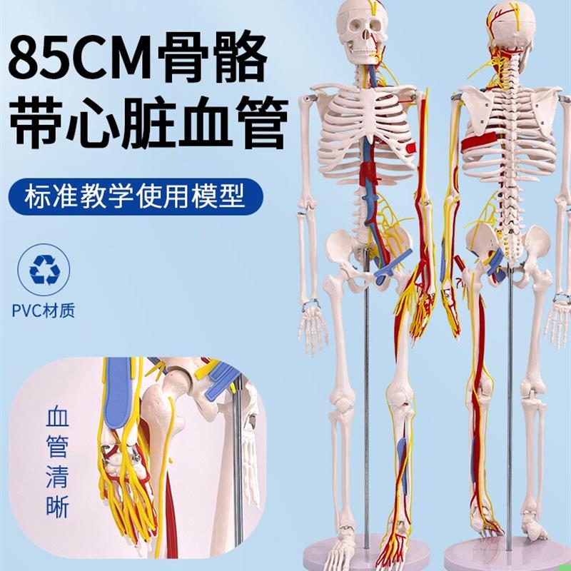 标准医用骨架85CM人体骨骼带心脏与血管及神经模型小针刀骨骼模型
