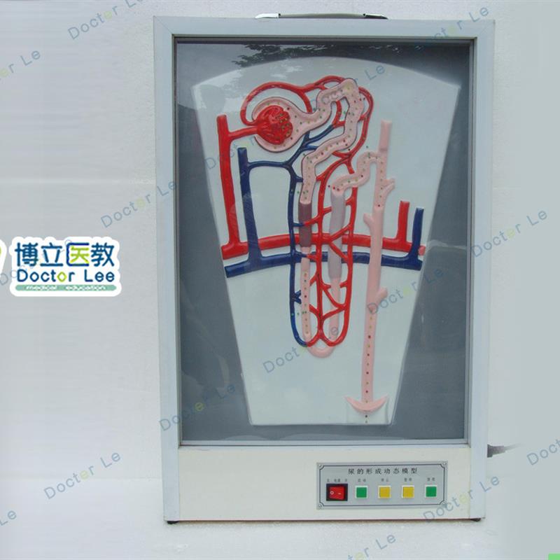 尿液的形成 泌尿系统模型 科技馆展示用品教用医用