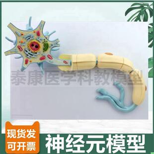 神经元模型 神经细胞 胞体结构 轴突 髓鞘 反射弧 脊髓 神经根