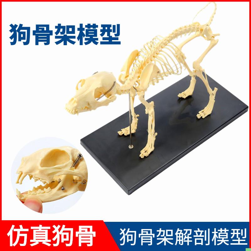 狗骨架动物犬骨骼兽医教学教具动物模型猫骨架犬科教学宠物厂家直