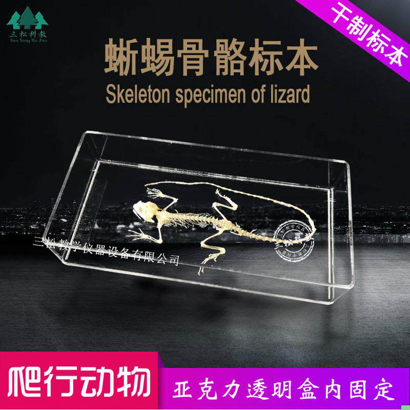 蜥蜴骨骼标本 生物解剖标本爬行动物教学科研展览中小学幼教配套