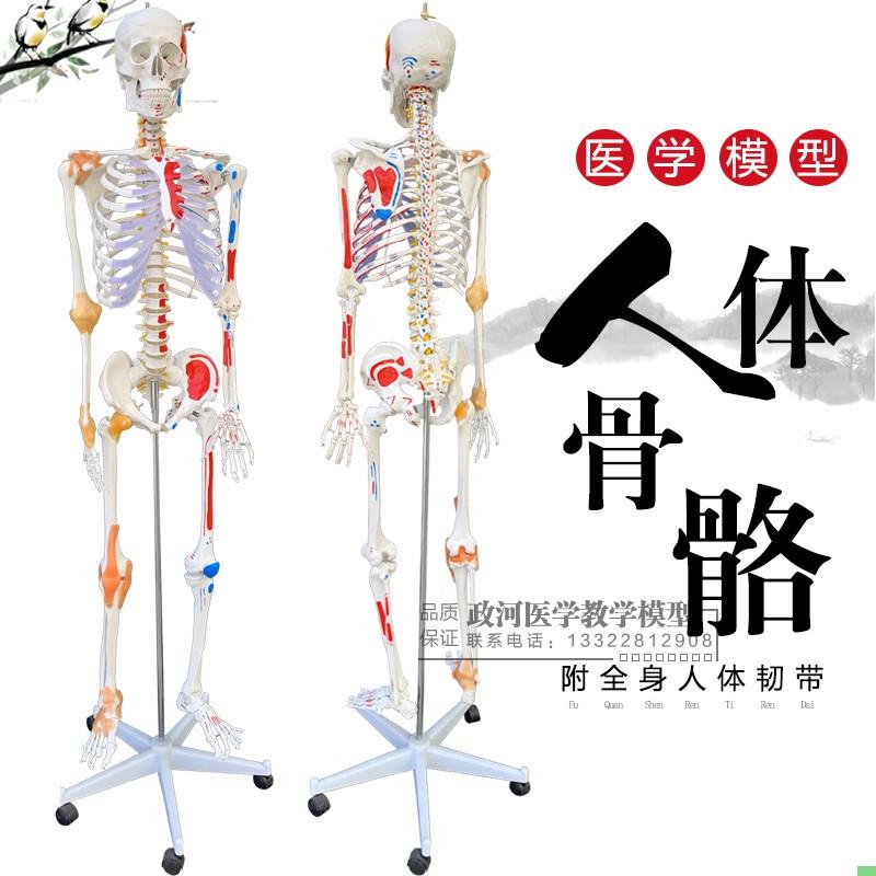 正品医用人体170CM 骨骼附肌肉标识韧带骨骼骨架模型人体关节标本