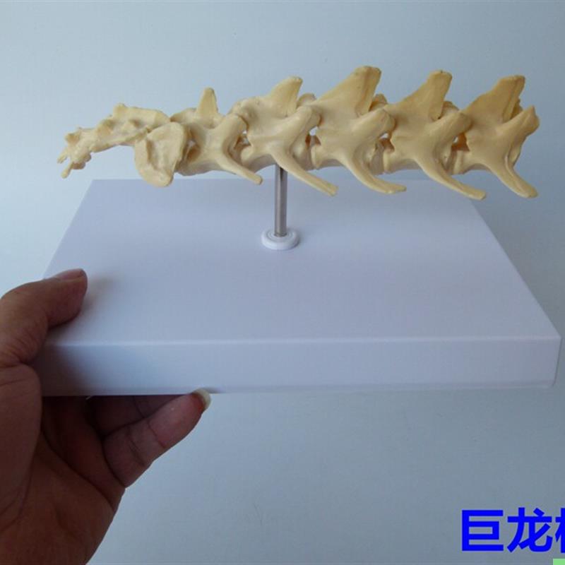 狗腰椎关节模型 狗骨骼模型 狗骨架  展示 教学 应用模型