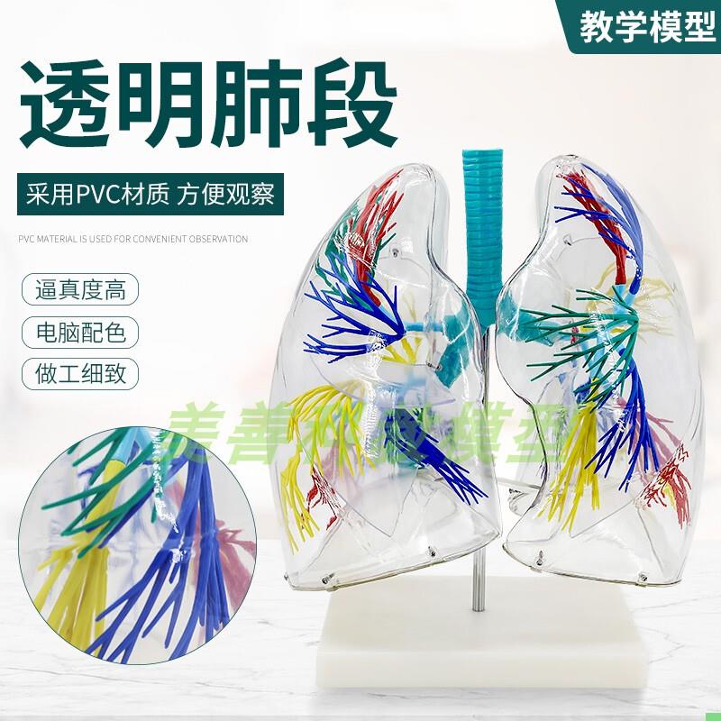 透明肺段模型 肺模型 胸外科支气管树人体肺部解剖模型 肺段模型