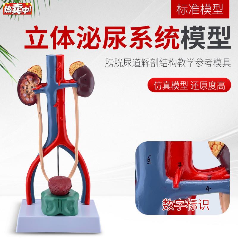 立体人体泌尿系K统模型输尿管膀胱尿道模型肾脏解剖模型医学