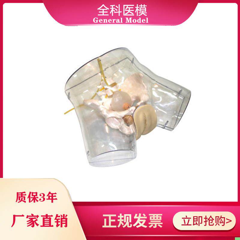 透明刮宫模型护理导尿人工流产妇科阴部内部解剖观察模型GM/FT32