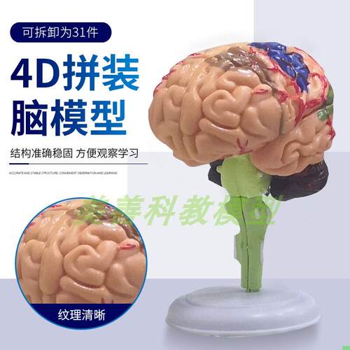 益智拼装玩具人体器官拼装模型大脑模型 大脑拼装模型 教用医学4D