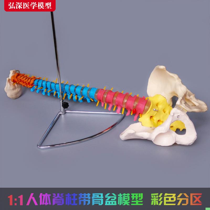 人体脊柱模型彩色正骨脊椎颈胸腰椎骨盆骨骼尾椎骨科医学教学玩具
