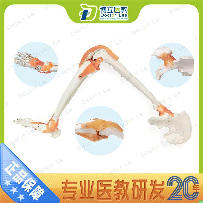 11脚骨人体下肢腿骨韧带胫腓股骨模型 膝关节模型 股骨模型