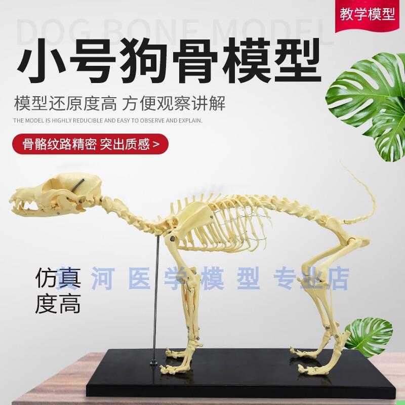 宠物骨科器械 狗骨骼标本模型 动物狗犬骨架 狗骨骼解剖组合兽用