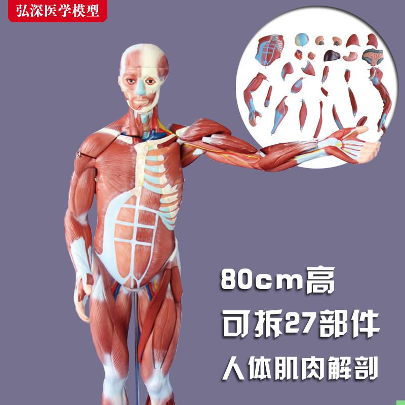 80cm人体全身肌肉解剖模型可拆卸内脏展示医学示教学教具模具玩具