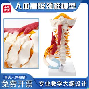 政河高级颈椎人体骨骼模型带脑干肌肉神经软骨腰脊椎柱医院学校用