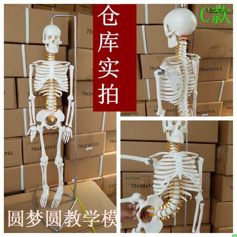 高端仿真医用医学头骨标本人体骨骼脊神经骨架教学骷髅解剖学模型