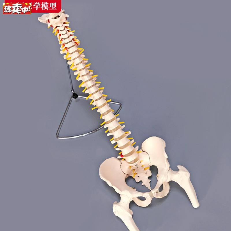 脊柱模型脊椎附骨盆半腿骨a骼解剖股骨神经颈椎胸椎腰椎医学教学
