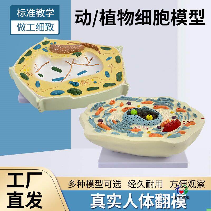动物植物细胞模型显微结构解剖模型 细胞膜 细胞质 细胞核 线粒体