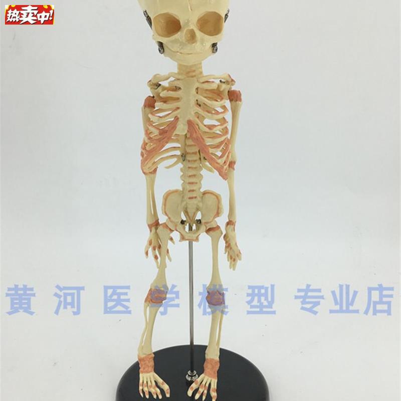 婴儿骷髅幼儿骨J骼模型婴儿骨骼模型骨科人体骨架脊柱模型