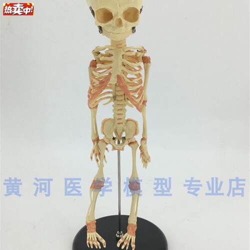 婴儿骷髅幼儿骨J骼模型婴儿骨骼模型骨科人体骨架脊柱模型