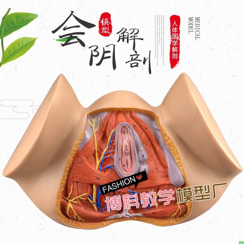 女性会阴模型 尿生殖三角 肛门 生殖系统模型 女性盆腔模型 外阴