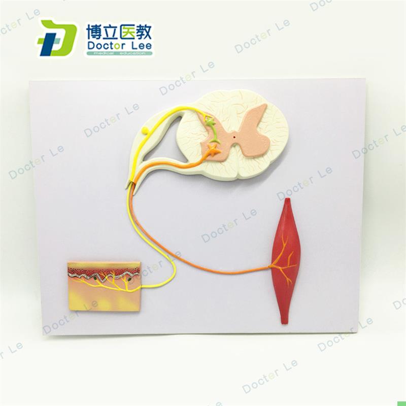人体脊髓功能模型 教学 医用模型脊髓神经放大模型反射弧模型