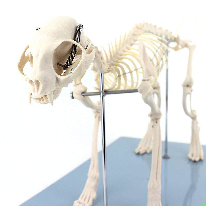ENOVO颐诺 猫全身骨骼解剖结构猫骨头脊柱关节骨盆标本宠物高职