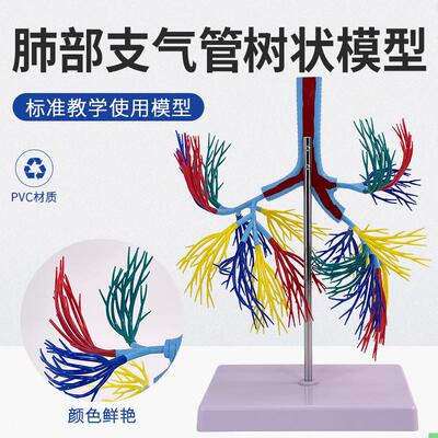 支气管树模型 人体气管 支气管树 气管左右主支气管 肺叶支气模