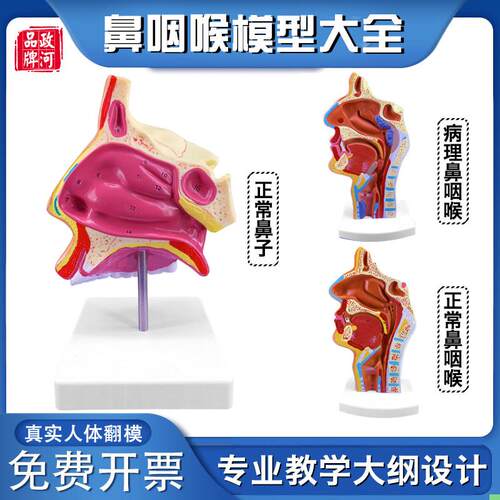 政河病理鼻咽喉解剖模型正常鼻子医院耳鼻喉科演示学校教学摆件