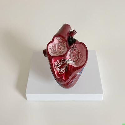 狗心脏模型丝虫病理兽医药促销礼品犬科动物内脏宠物狗心脏热卖款