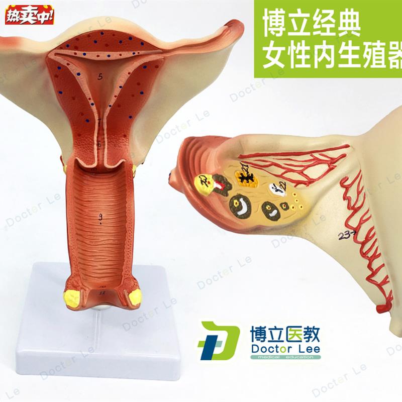 医学人体K女性生殖系统内生殖器模型子宫模型妇产科解剖计划生育