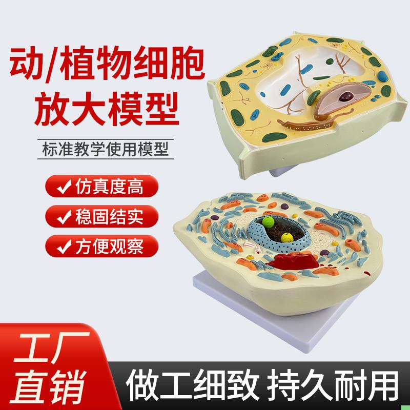 动物植物细胞模型显微结构解剖模型生物细胞膜细胞质细胞核线粒体