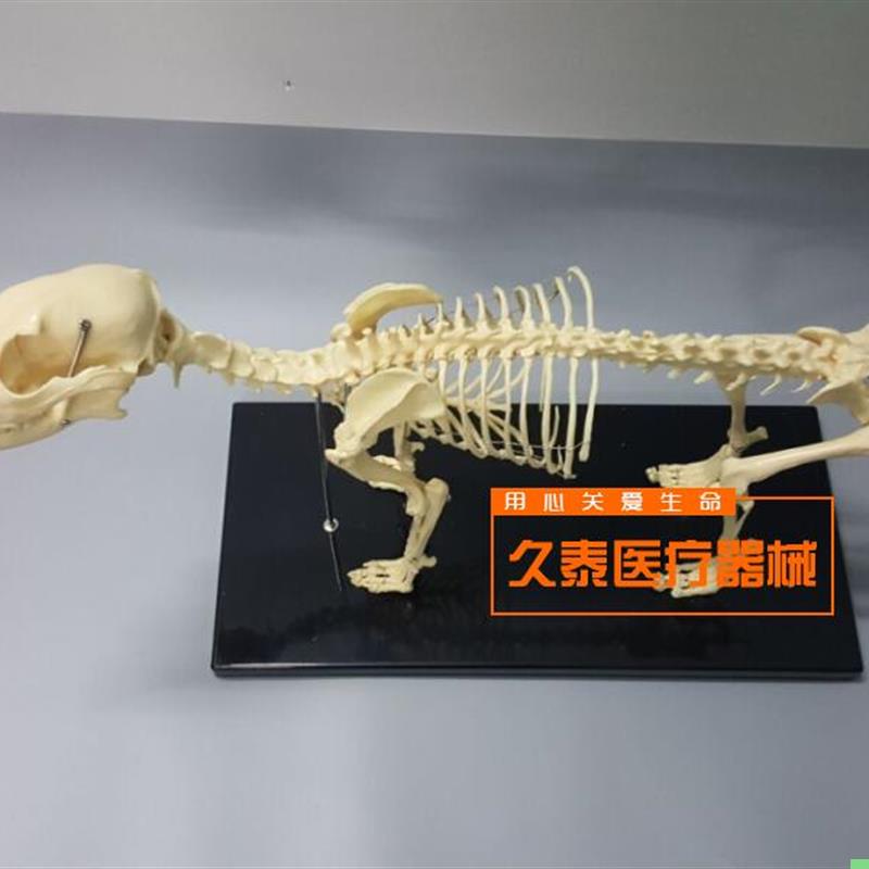 骨科器械 狗骨骼标本模型 宠物动物狗猫犬 教学骨架骨头 骨骼模型