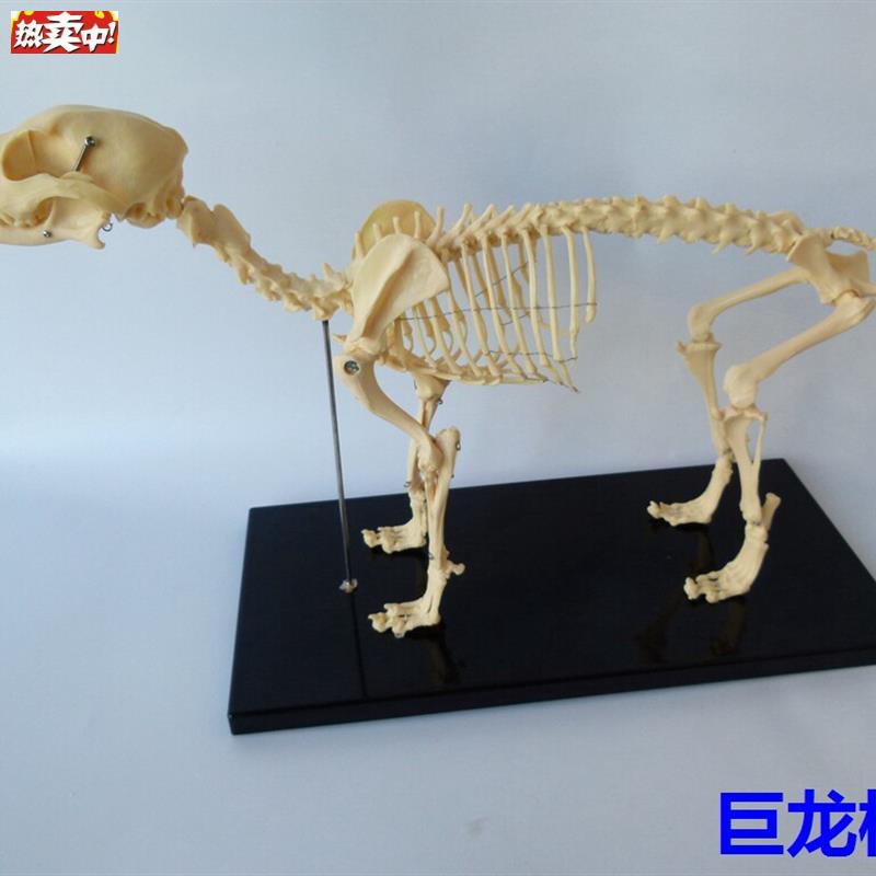 骨科器械狗骨骼标本模型宠物动物狗猫犬教学骨架骨e头骨骼模型