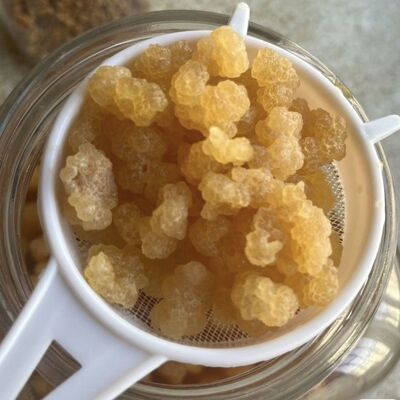 优质太阳菌缇比水晶菌红糖菌雪莲菌水开菲尔送工具