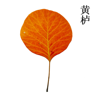 黄栌红叶干树叶画天然干树叶手工书签干花创意材料摄影道具幼儿园