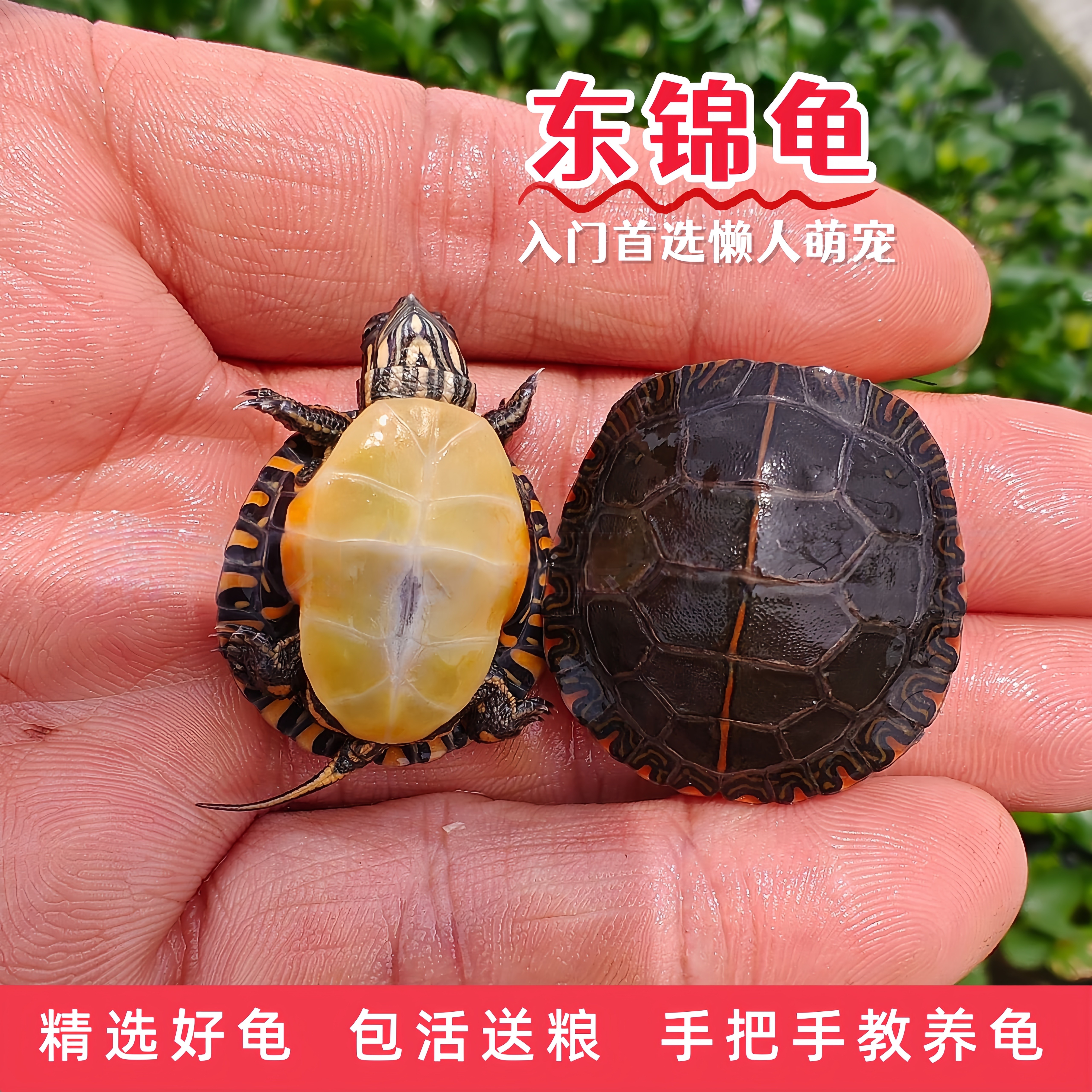 外塘冷水东部锦龟东锦龟小乌龟深水观赏深水龟杂锦宠物深水龟