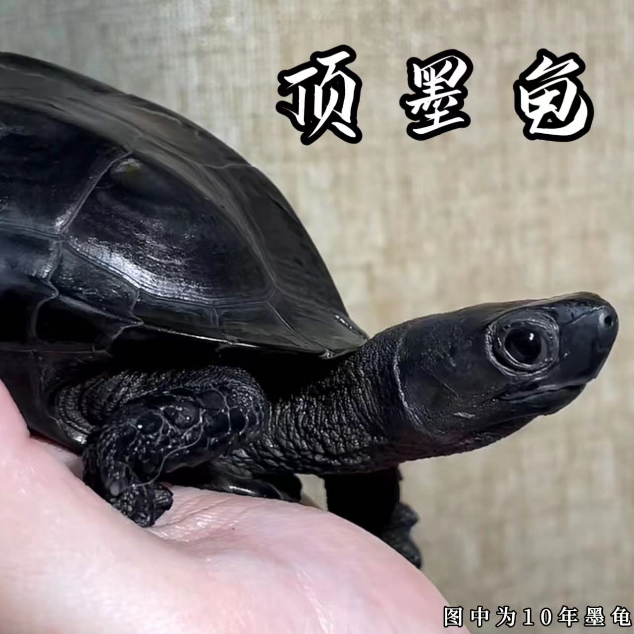 全黑纯种冷水中华草镇宅招财龟