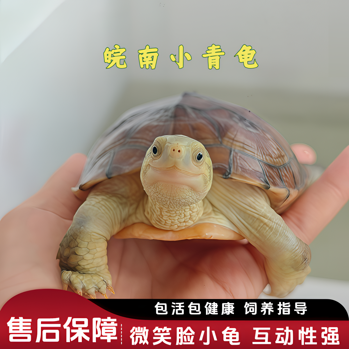 外塘纯种小青龟三黄皖南黄喉拟水龟小乌龟石金钱龟苗宠物观赏水龟