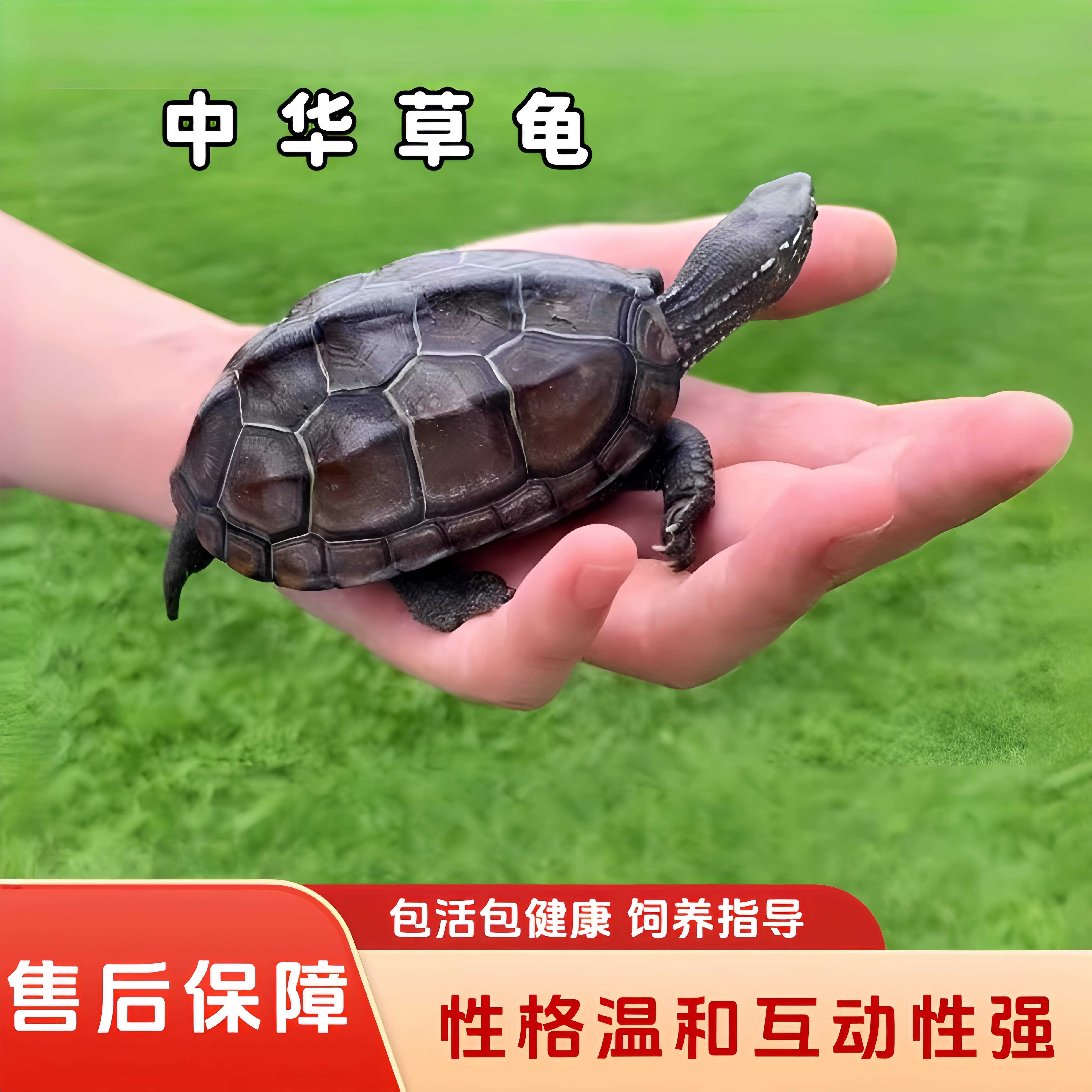 活物小乌龟中华草龟宠物活体观赏龟家养深水龟长寿苗子放外塘生养