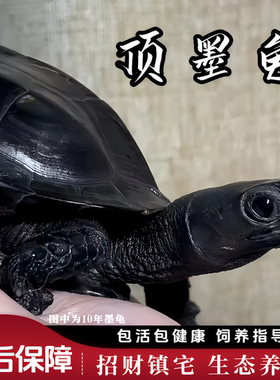 全黑纯种冷水中华草镇宅招财墨龟