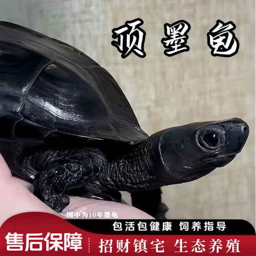 全黑纯种冷水中华草镇宅招财墨龟