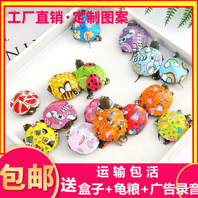 Cartoon Colorful Little Turtle Living creatures Colorful Turtle Shallow Watch pet Coloured drawing Brazil living thing Young turtle Hatchlings Domesticatedin the Pet/Pet food and supplies , Aqua World , Turtle/Turtle  category - from Buy2taobao.com to provide professional Taobao agent buy service