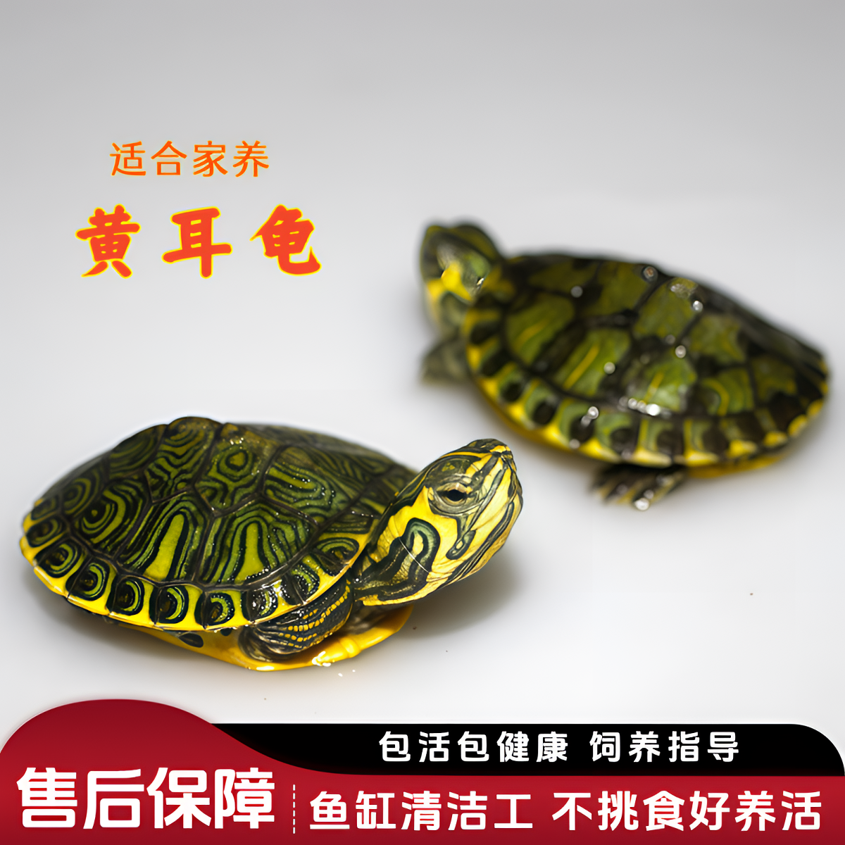 招财小黄耳深水龟吃粪龟活物好养小乌龟活体观赏龟鱼缸混养冷水