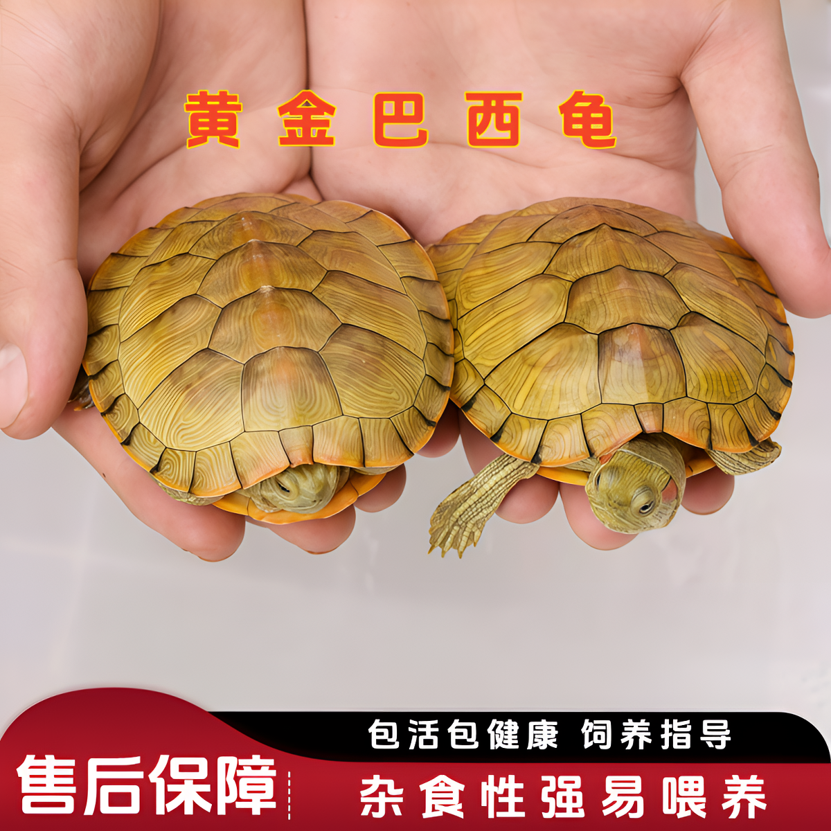 招财龟情侣龟黄金龟巴西龟观赏龟宠物长命龟小乌龟活物活体龟长寿