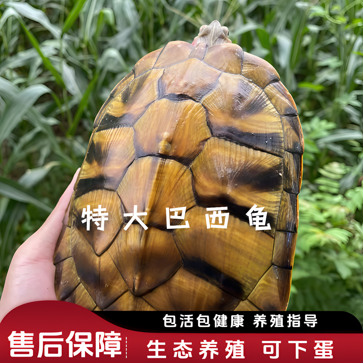 特大巴西龟产蛋外塘超大下蛋活体宠物龟招财镇宅好养耐活观赏龟物