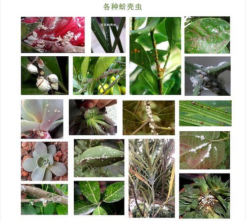 海棠树专用杀虫剂重瓣海棠花打虫除虫治虫长虫灭虫生虫黄叶生病药