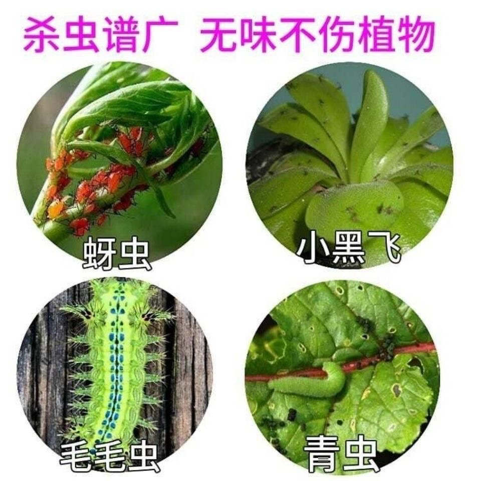 玫瑰月季花蔷薇杀虫剂切叶蜂专用药叶峰茎蜂蚜虫腻虫除虫子药打虫