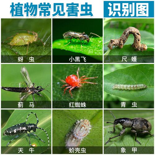 花上有虫子栀子花茉莉花生虫子药多肉长白虫灭花土花卉兰花除虫药