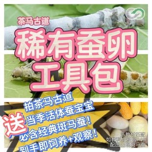 茶马古道工具包蚕卵彩色蚕宝宝彩茧黄茧白斑马蚕小学科学养蚕桑叶