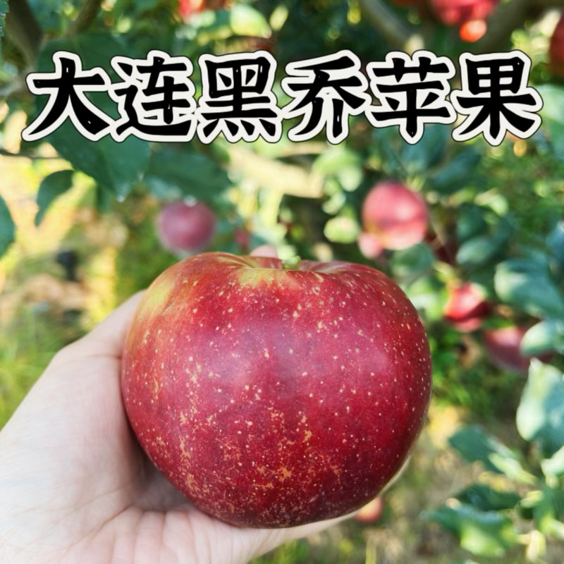 大连黑乔苹果黑钻黑卡黑苹果新品种新鲜水果酸甜口味大果正宗