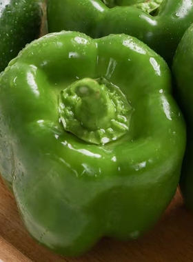 大果甜椒秧苗种籽辣椒苗高产红黄绿方椒圆椒四季盆栽蔬菜种苗