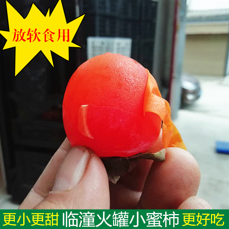 临潼火罐小柿子时令水果甜如蜜